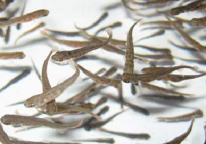 دو میلیون بچه ماهی در مزارع پرورش ماهی اردبیل رهاسازی شد